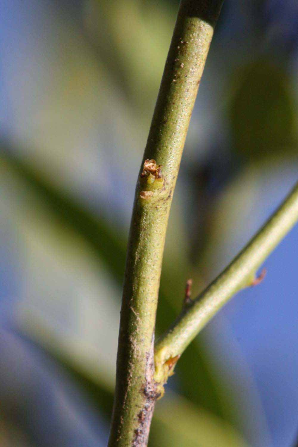            First year twig (Riverside, CA)   